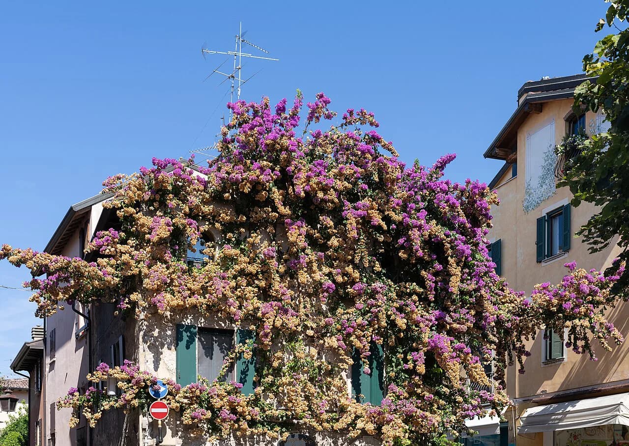 Cheap Eats in Sirmione: Pizza, Gelato and Lake-Facing Snacks