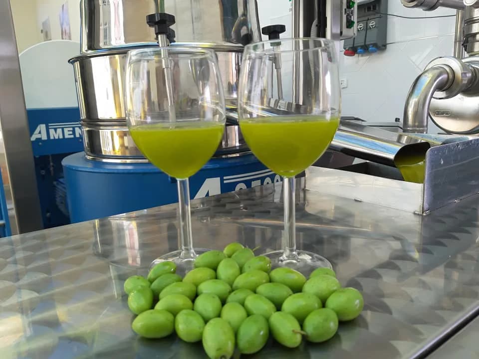 Italian Olive Oil: How to Choose a Bottle, Region by Region