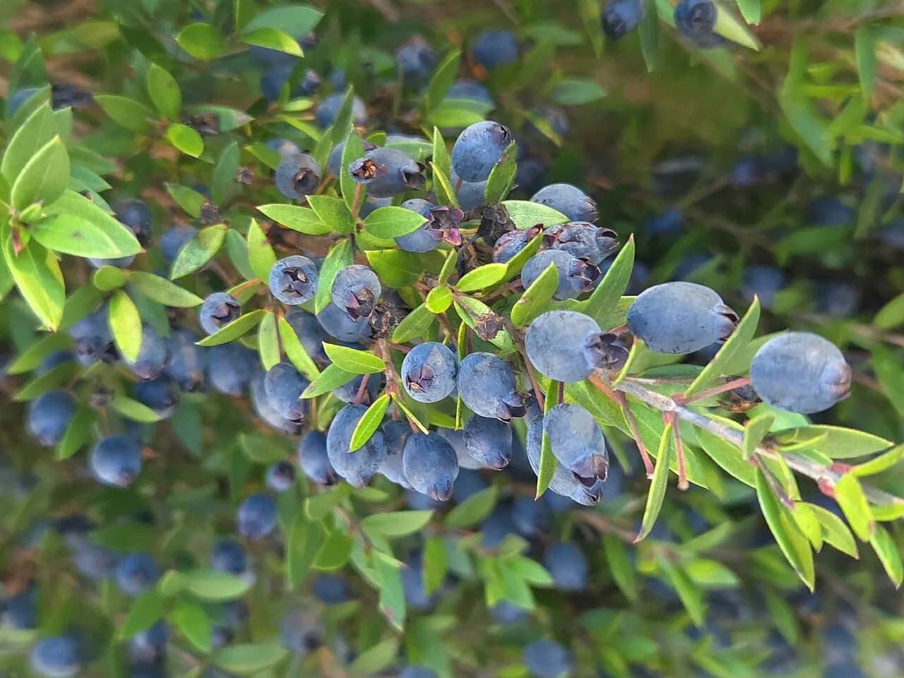 Mirto Liqueur: Sardinia's Myrtle Drink Explained