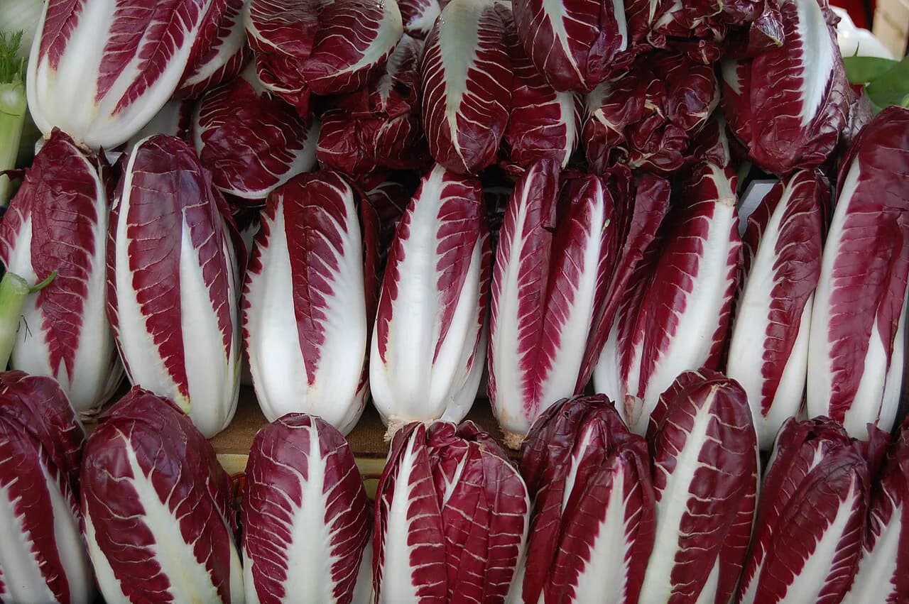 Radicchio di Treviso: Tardivo, Precoce and How to Eat It