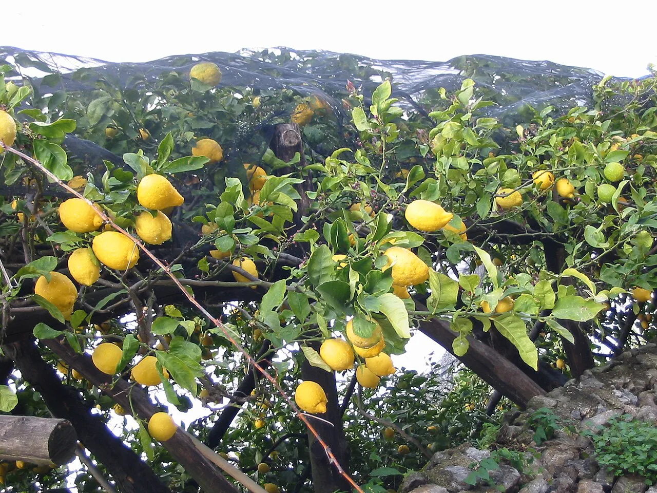 A lemon tree on the Amalfi coast.