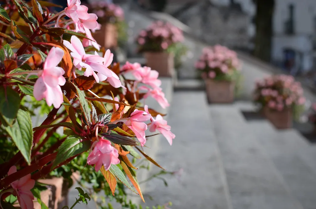 Flowers on the steps of Ravello Cathedral.