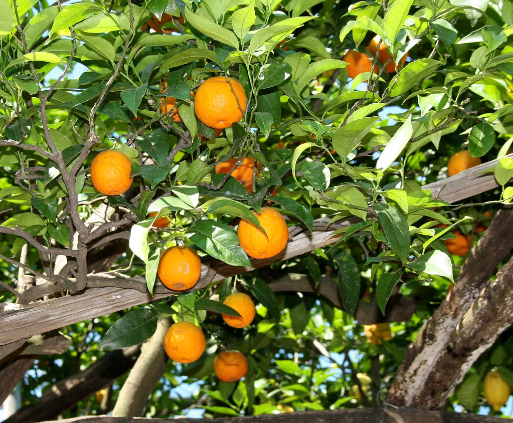 Oranges on a tree on the Amalfi Coast.