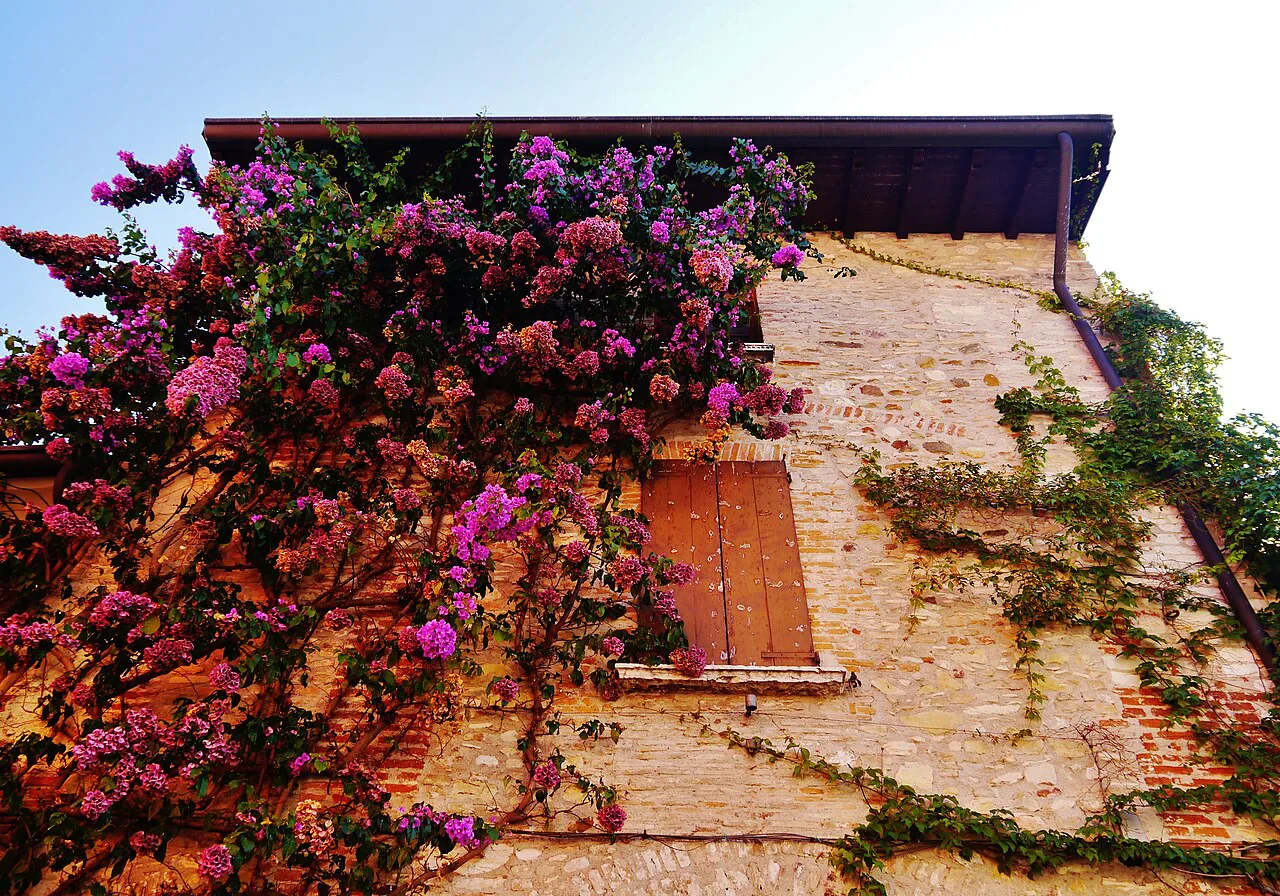 Flowering climber on a facade in Sirmione.