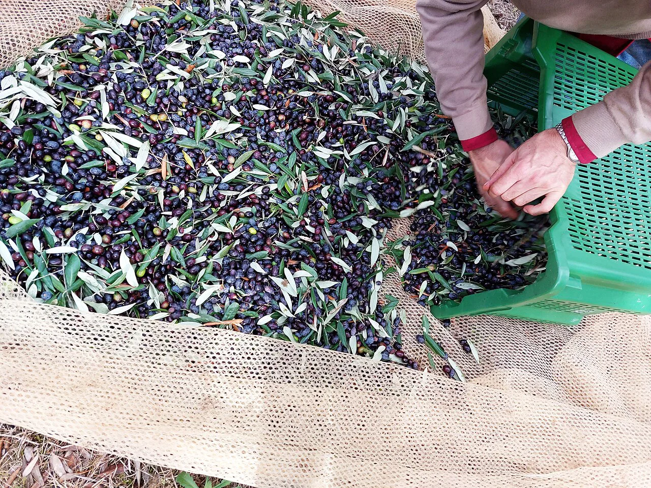 Olives being harvested into crates.