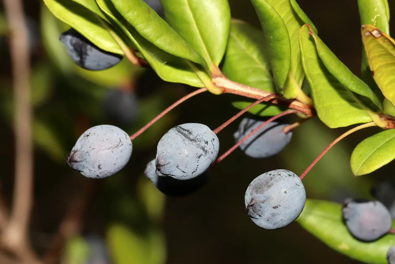 Myrtle berries and leaves.