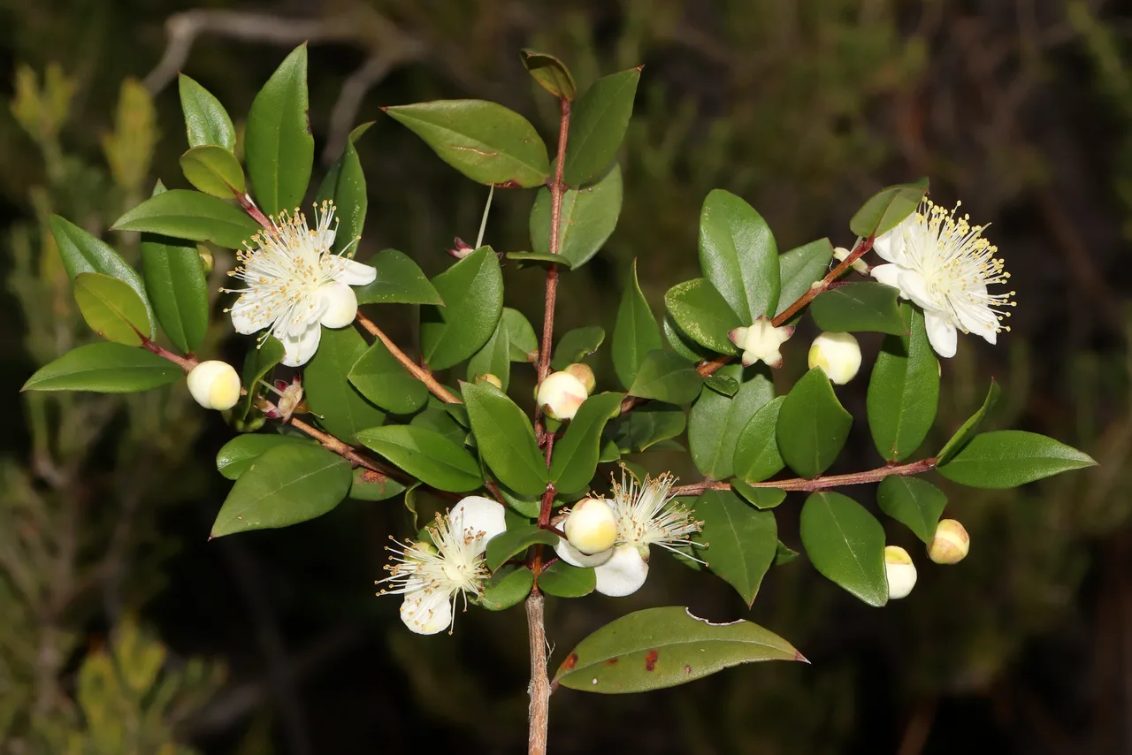 Myrtle in flower.