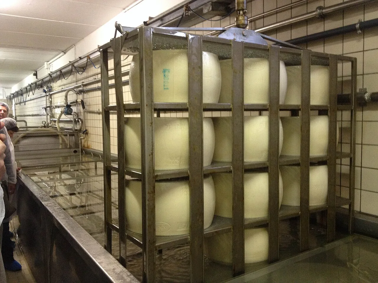 Parmigiano Reggiano wheels in a salt bath.