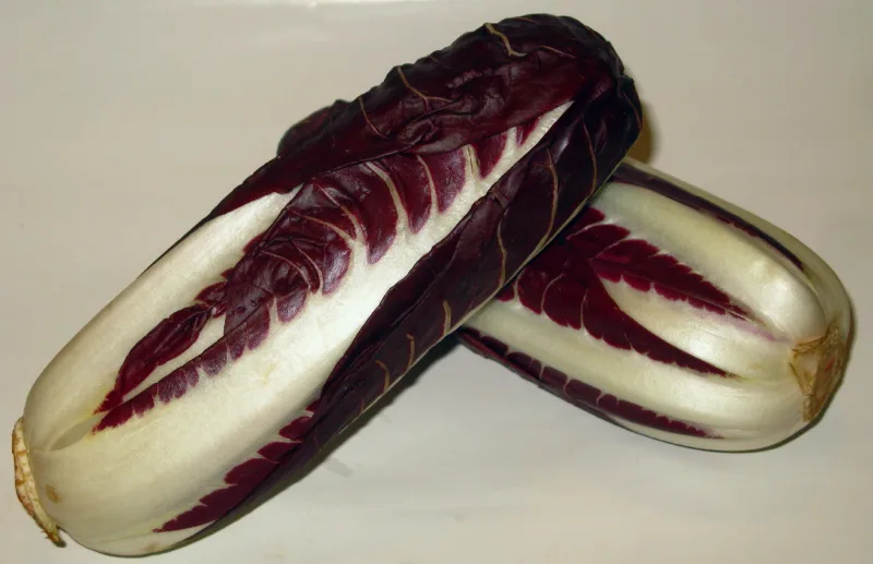 Two heads of Treviso radicchio.