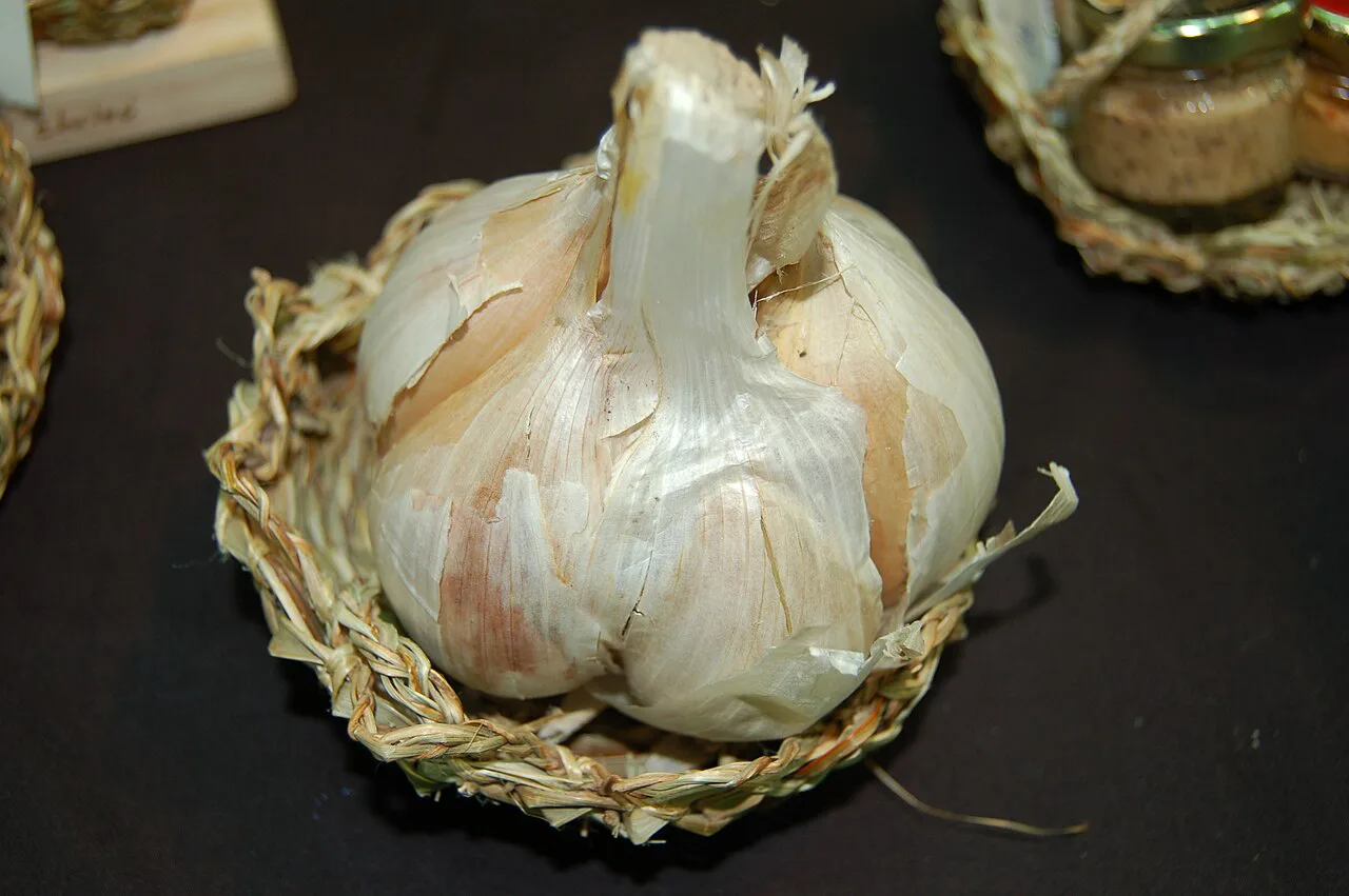 Garlic bulb on display at a food fair.