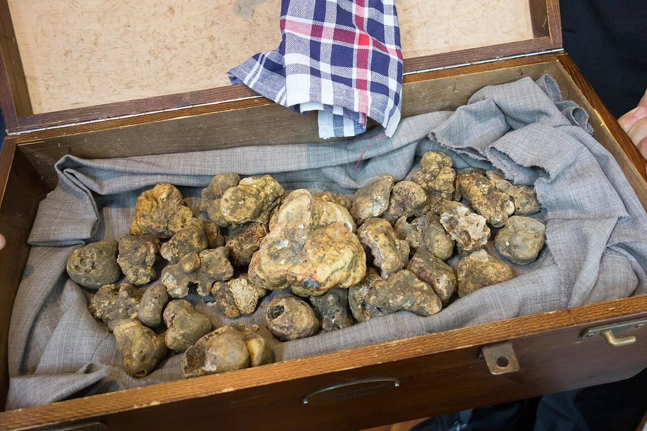 White truffles in a wooden box.